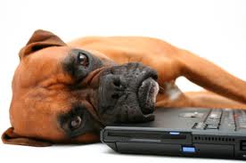fatique-dog at pc